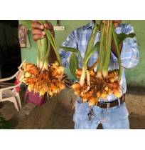 Fresh Turmeric bunch with leaves